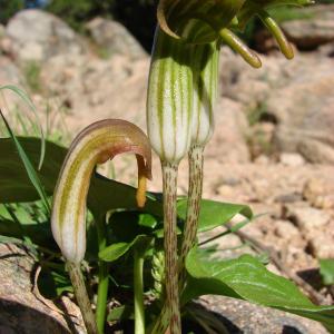 Photographie n°43840 du taxon Arisarum vulgare O.Targ.Tozz.