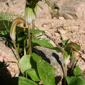 Photographie n°43841 du taxon Arisarum vulgare O.Targ.Tozz.