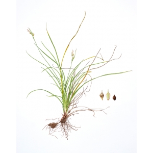 Carex depressa subsp. basilaris (Jord.) Kerguélen (Laiche à épis dès la base)