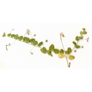 Kickxia commutata (Bernh. ex Rchb.) Fritsch subsp. commutata (Linaire grecque)