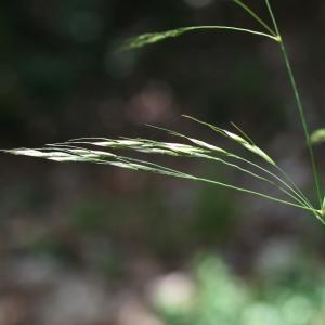 Agrostis paradoxa L. (Millet paradoxal)