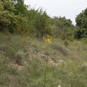 Photographie n°43867 du taxon Senecio jacobaea subsp. jacobaea