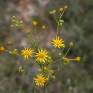 Photographie n°43868 du taxon Senecio jacobaea subsp. jacobaea