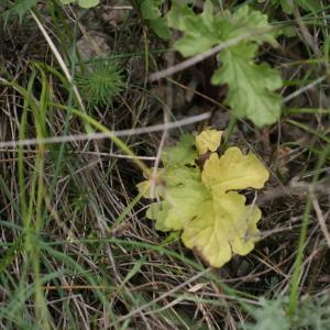  - Senecio jacobaea subsp. jacobaea