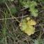  Jean-Claude Bouzat - Senecio jacobaea subsp. jacobaea