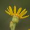  Jean-Claude Bouzat - Senecio jacobaea subsp. jacobaea