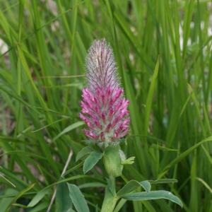 Photographie n°43877 du taxon Trifolium rubens L. [1753]