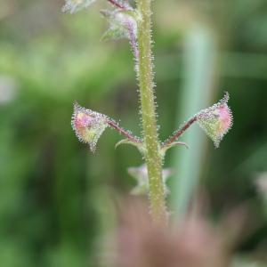 Photographie n°43881 du taxon Verbascum blattaria L. [1753]