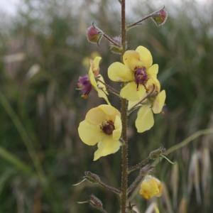 Photographie n°43882 du taxon Verbascum blattaria L. [1753]