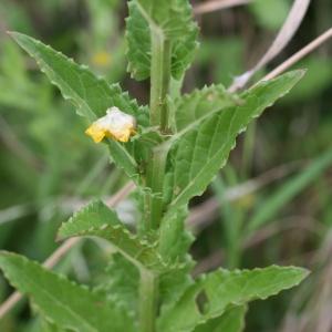 Photographie n°43883 du taxon Verbascum blattaria L. [1753]