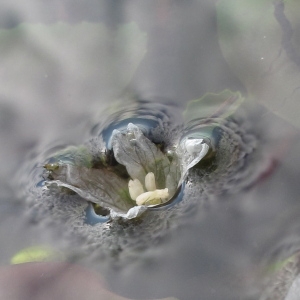 Trapa natans var. cruciata Glück (Châtaigne d'eau)