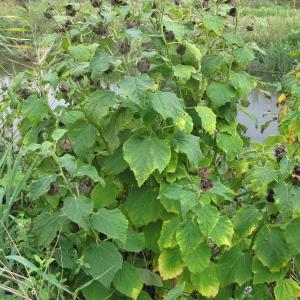 Photographie n°43900 du taxon Hibiscus palustris L. [1753]