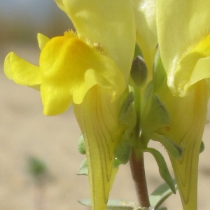 Photographie n°43902 du taxon Linaria thymifolia DC.