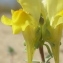  Marie  Portas - Linaria thymifolia DC.