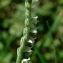  Daniel K - Spiranthes spiralis (L.) Chevall. [1827]