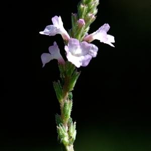 Photographie n°43913 du taxon Verbena officinalis L. [1753]