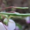  Marie  Portas - Impatiens balfourii Hook.f. [1903]