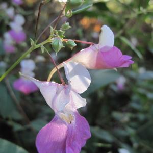 Photographie n°43920 du taxon Impatiens balfourii Hook.f.