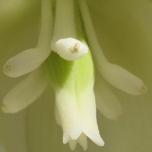 Photographie n°43921 du taxon Yucca gloriosa L.
