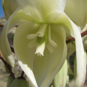 Photographie n°43922 du taxon Yucca gloriosa L.