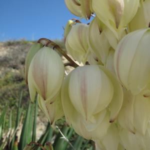 Photographie n°43923 du taxon Yucca gloriosa L.