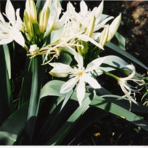 Photographie n°43929 du taxon Pancratium illyricum L. [1753]