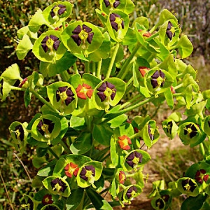 Photographie n°43931 du taxon Euphorbia characias L. [1753]