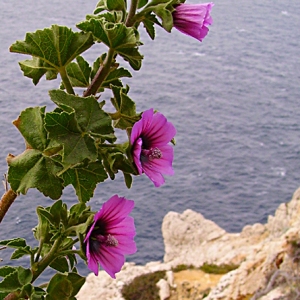 Photographie n°43932 du taxon Lavatera arborea L. [1753]