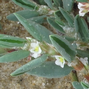 Photographie n°43938 du taxon Polygonum maritimum L. [1753]