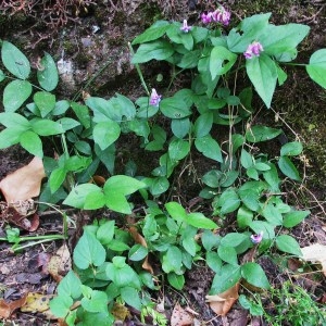 Photographie n°43944 du taxon Lathyrus venetus (Mill.) Wohlf. [1892]