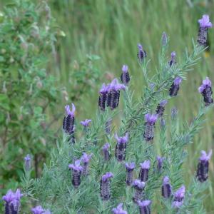 Photographie n°43947 du taxon Lavandula stoechas L. [1753]