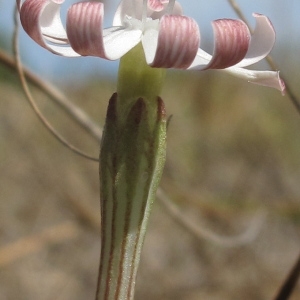 Silene polyphylla L. (Silène des ports)