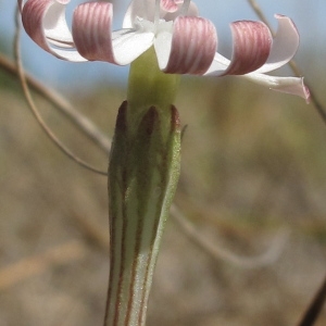 Silene portensis L. subsp. portensis (Silène des ports)