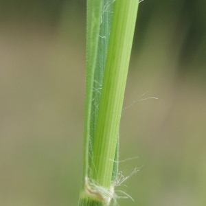  - Setaria parviflora (Poir.) Kerguélen [1987]