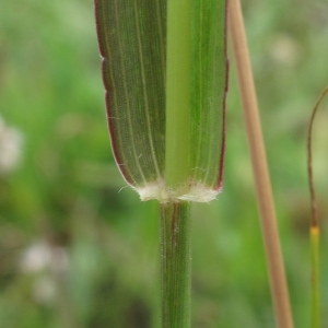 Photographie n°43970 du taxon Setaria pumila (Poir.) Roem. & Schult. [1817]