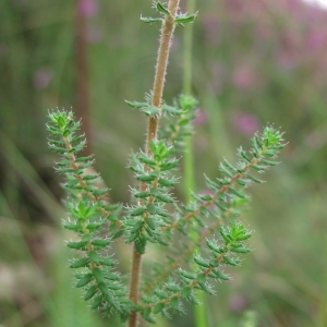 Photographie n°43972 du taxon Erica ciliaris L. [1753]