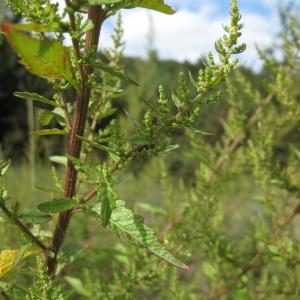 Photographie n°43977 du taxon Chenopodium ambrosioides L.