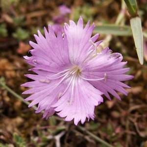 Photographie n°43983 du taxon Dianthus gallicus Pers. [1805]