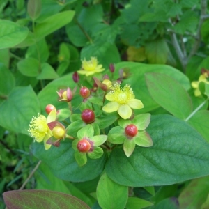 Photographie n°43987 du taxon Hypericum androsaemum L. [1753]