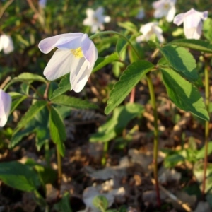 Photographie n°43988 du taxon Anemone nemorosa L. [1753]