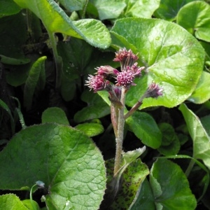 Photographie n°43991 du taxon Petasites fragrans (Vill.) C.Presl [1826]