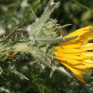 Scolymus grandiflorus Desf. (Scolyme à grandes fleurs)