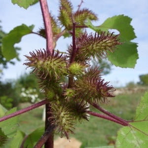 Photographie n°44003 du taxon Xanthium strumarium L. [1753]