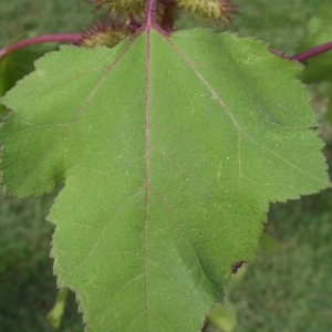 Photographie n°44004 du taxon Xanthium strumarium L. [1753]