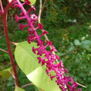Photographie n°44006 du taxon Phytolacca americana L. [1753]