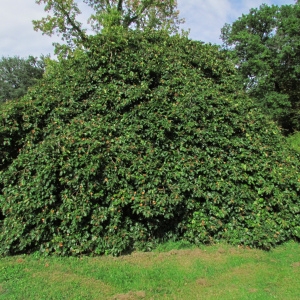 Photographie n°44008 du taxon Fagus sylvatica f. tortuosa (Pépin) C.K.Schneid.