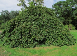 Annick Larbouillat, le 10 septembre 2011 (Nogent-sur-Vernisson (Arboretum des Barres (Arbofolia)))