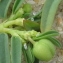  Marie  Portas - Euphorbia polygonifolia L. [1753]
