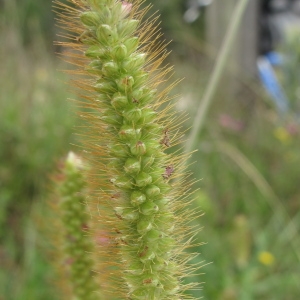 Photographie n°44029 du taxon Setaria pumila (Poir.) Roem. & Schult. [1817]