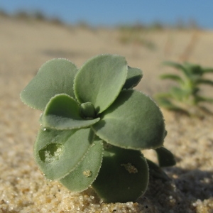  - Silene thorei Dufour